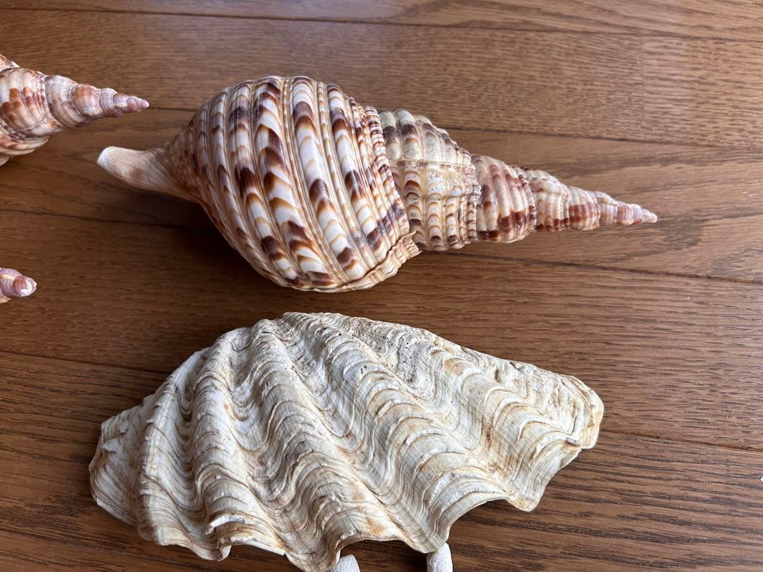 法螺貝　最大25cm、シャコガイ、珊瑚セット