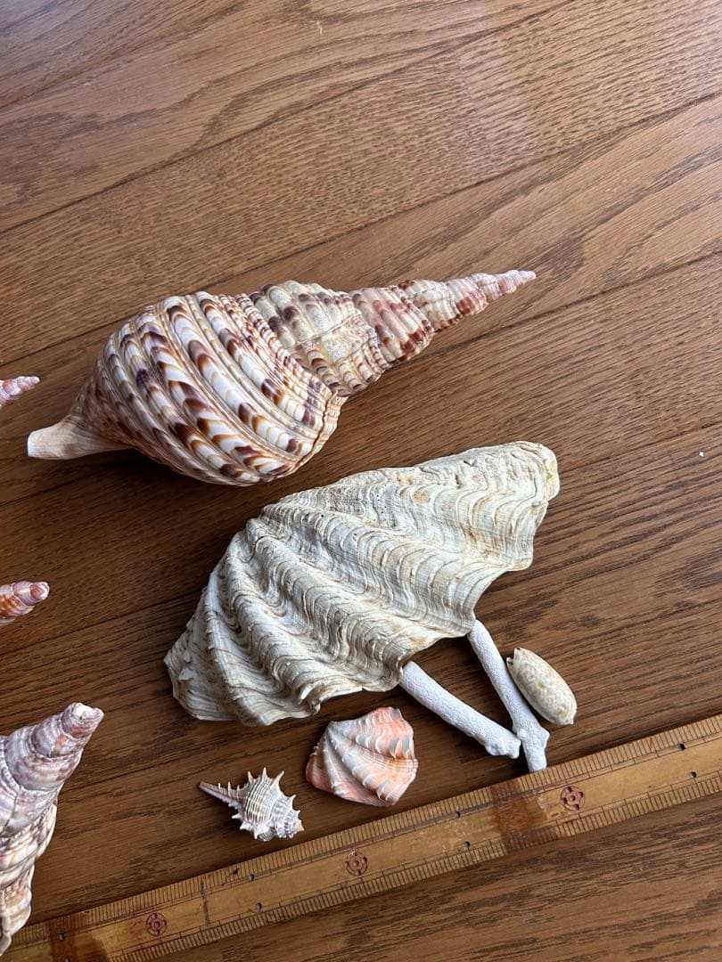 法螺貝　最大25cm、シャコガイ、珊瑚セット