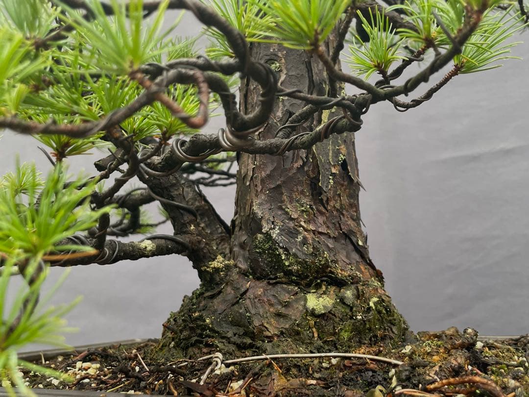 三河盆栽 持ち込み古い極古五葉松 貴重 東海地方の超名門出身の盆栽