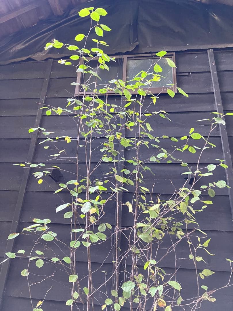 3 山採り　アズキナシ