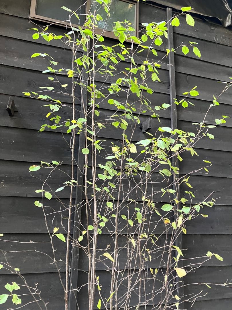 3 山採り　アズキナシ