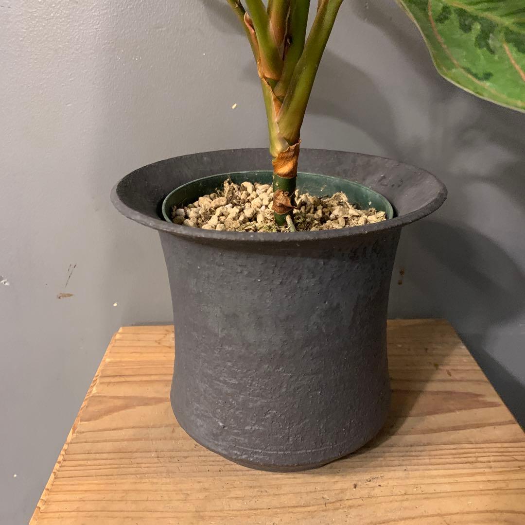 アグラオネマ レッドアーミー 陶器鉢