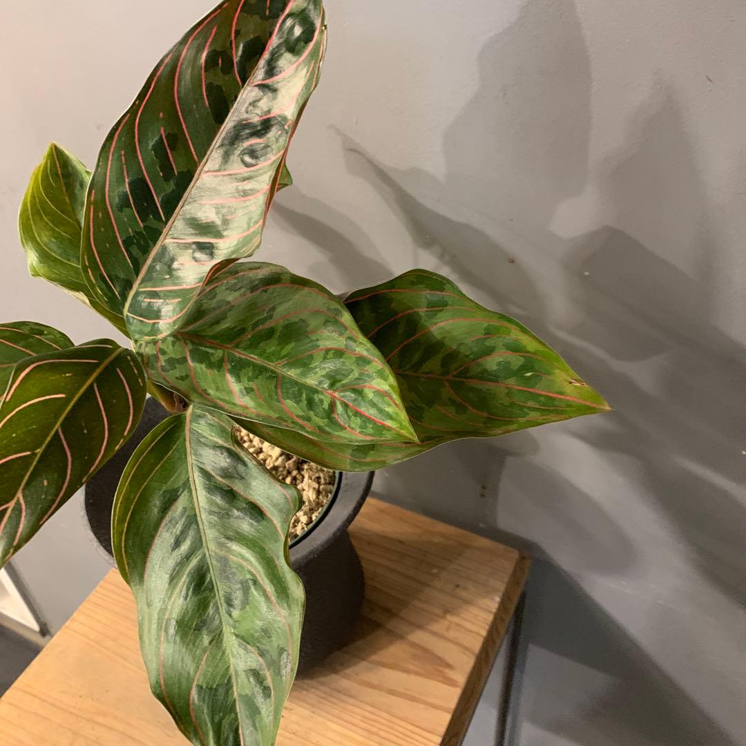 アグラオネマ レッドアーミー 陶器鉢