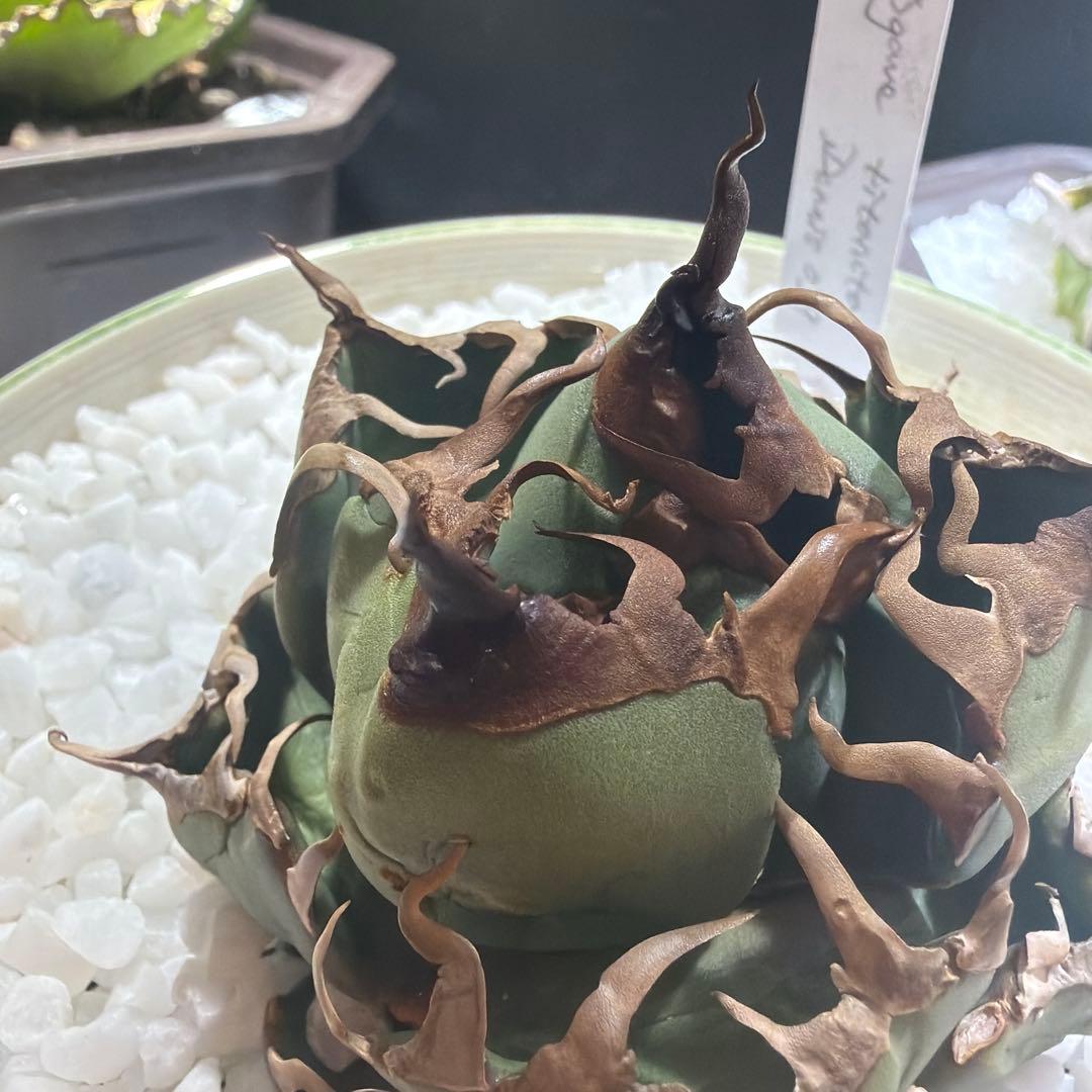 中型アガベ Dennis039 - メルカリ