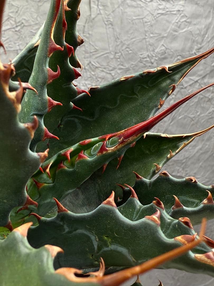 アガベ イラン産 モンタナ 大株 極上 特選株 - メルカリ