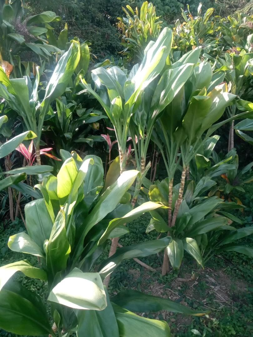 ハワイ産沖縄育ちの