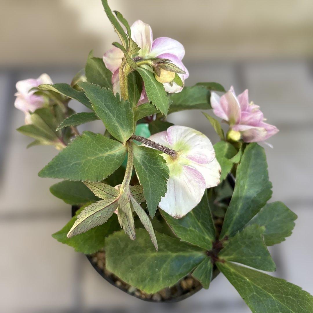 いろはhyb dd 大木ナーサリー クリスマスローズ タグ付き 現品 開花株