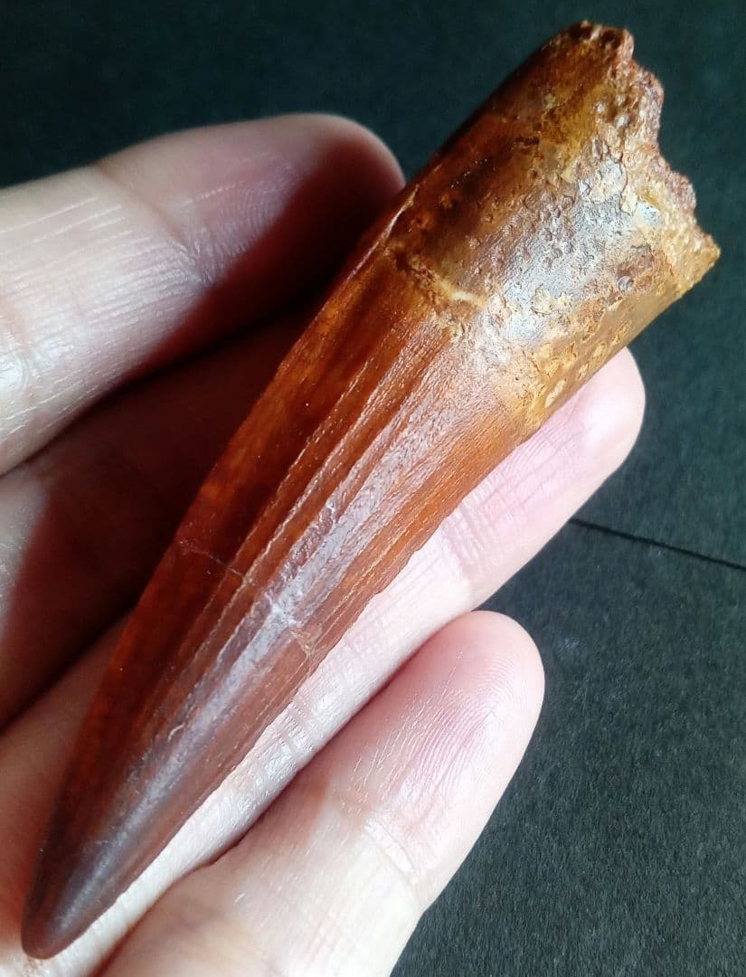 恐竜 歯化石 スピノサウルス 特大 極美麗 約80mm