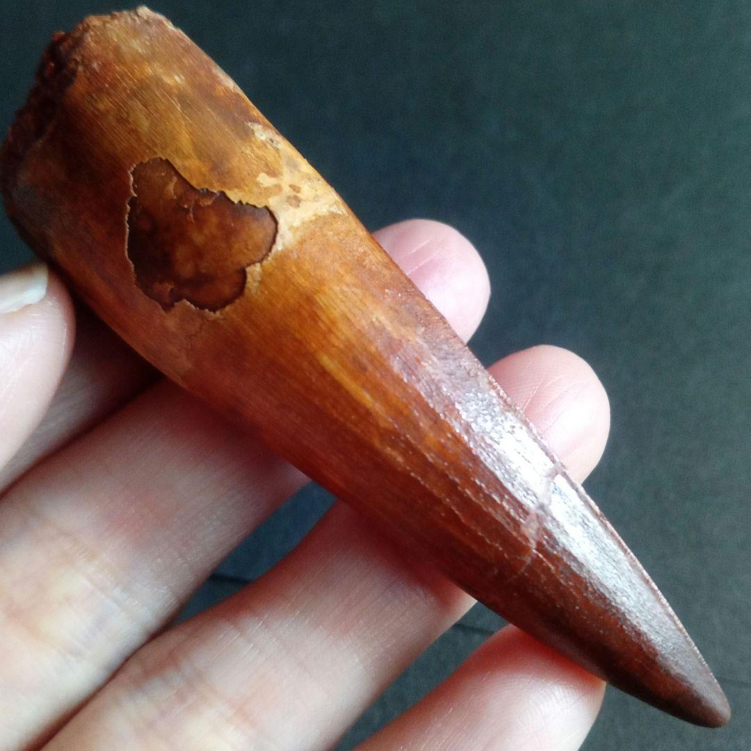恐竜 歯化石 スピノサウルス 特大 極美麗 約80mm