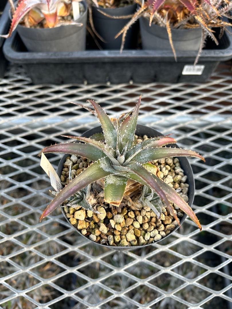 子株付き DBディッキア Dyckia ML hybrid #228 ⑶ - メルカリ