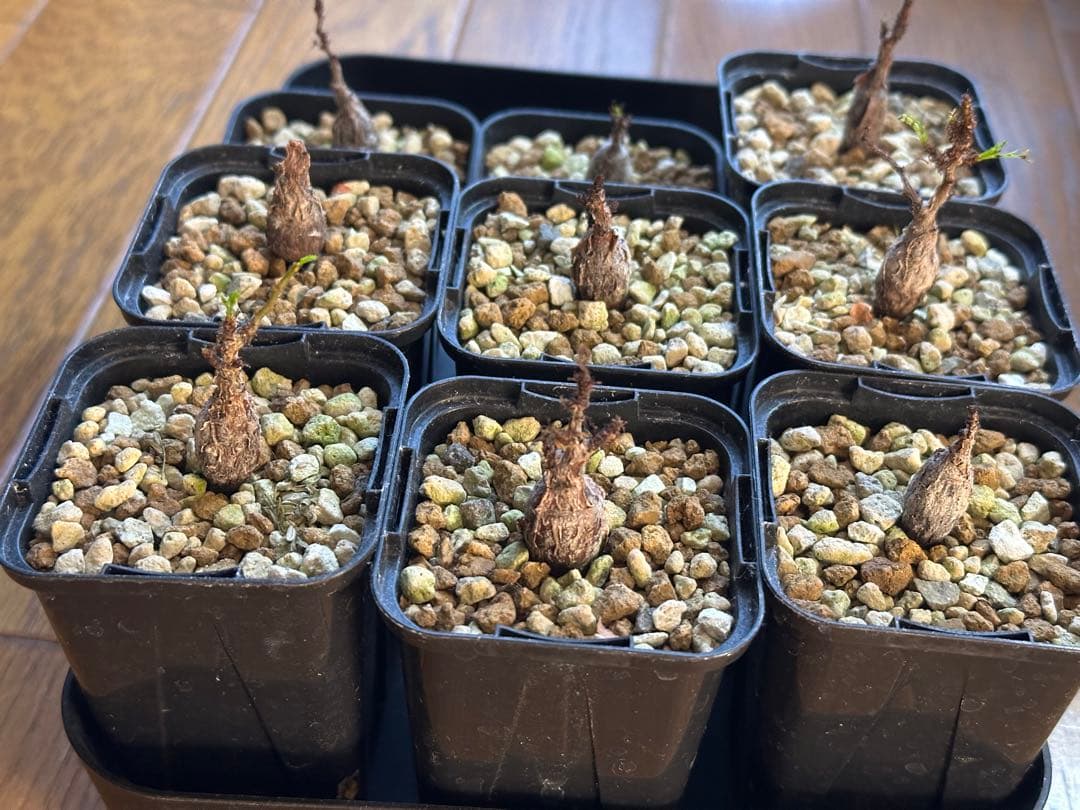 センナ メリディオナリス 実生9株セット