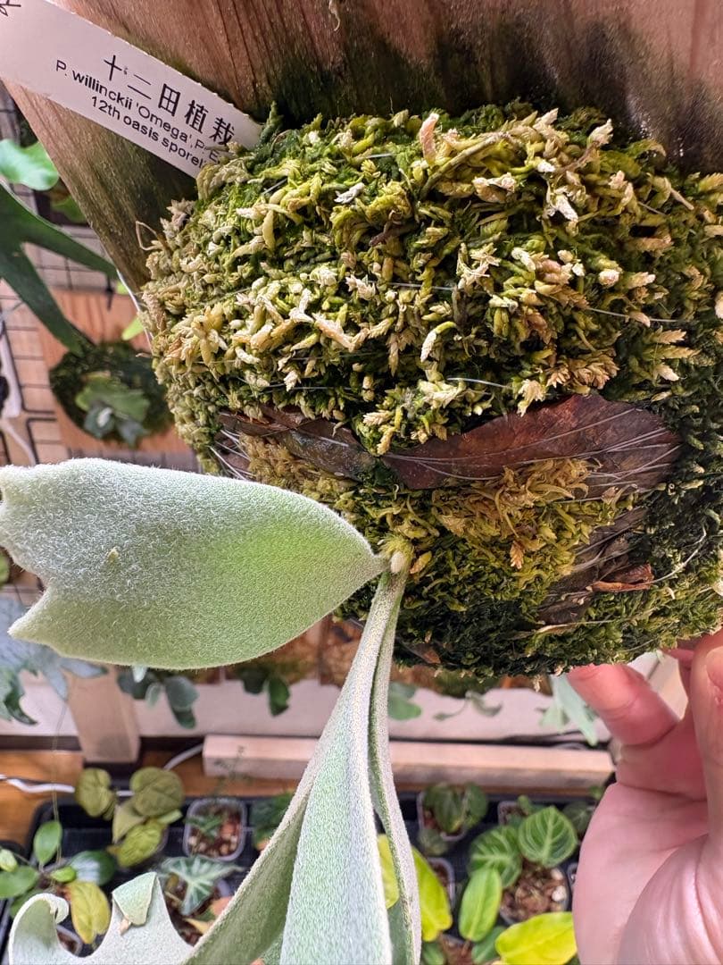 OMEGA×Emma 12田植栽