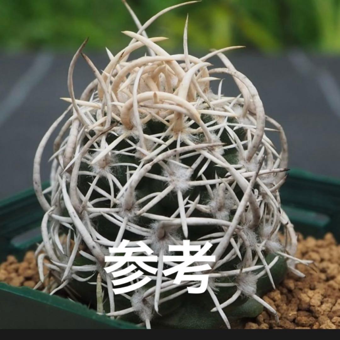 ナバホア メンゼリー サボテン 接木 ペディオカクタス - メルカリ