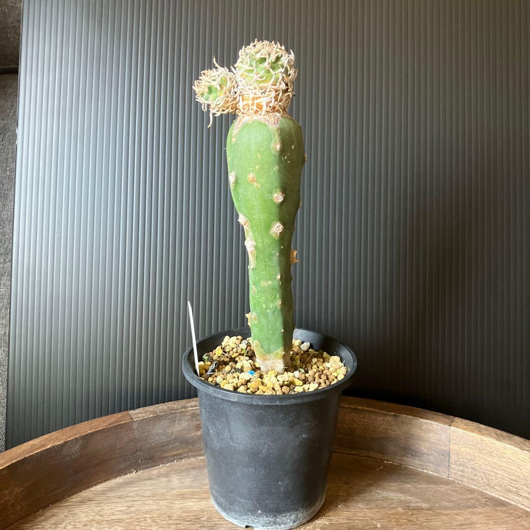 ナバホア メンゼリー サボテン 接木 ペディオカクタス - メルカリ