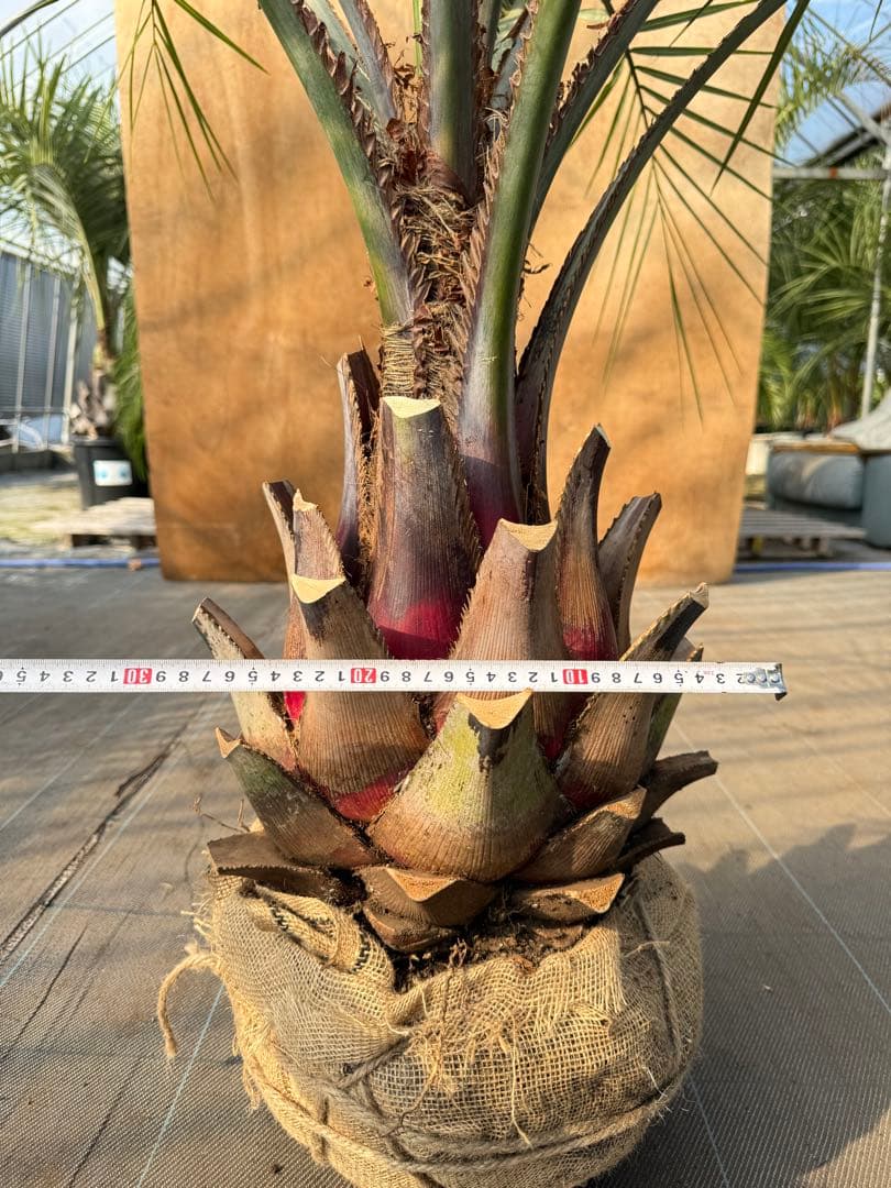 ココスヤシシルバーリーフ【極太】葉先150cm幹回り90cm 幹高40cm