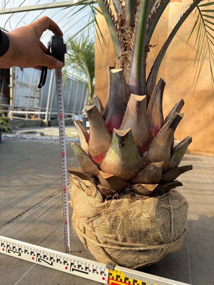 ココスヤシシルバーリーフ【極太】葉先150cm幹回り90cm 幹高40cm