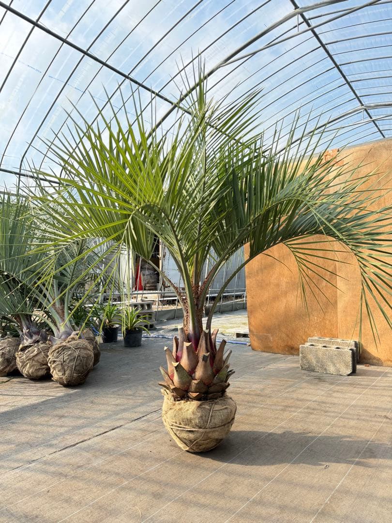 ココスヤシシルバーリーフ【極太】葉先150cm幹回り90cm 幹高40cm