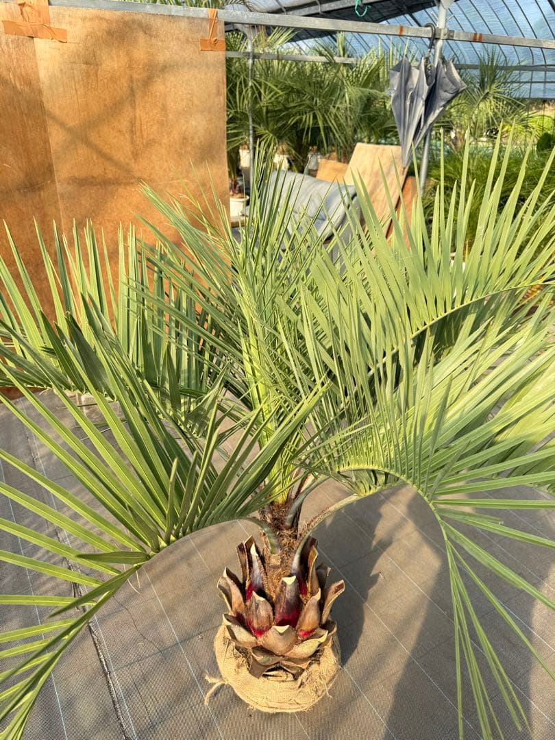 ココスヤシシルバーリーフ【極太】葉先150cm幹回り90cm 幹高40cm