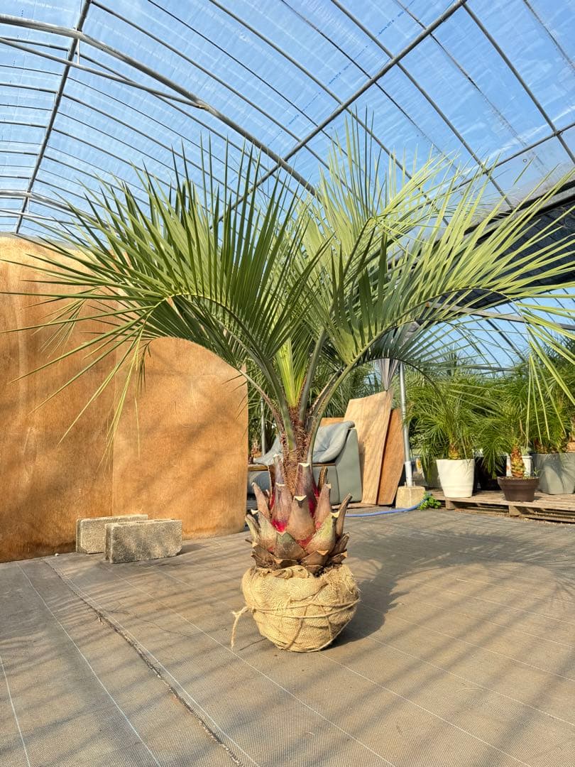 ココスヤシシルバーリーフ【極太】葉先150cm幹回り90cm 幹高40cm