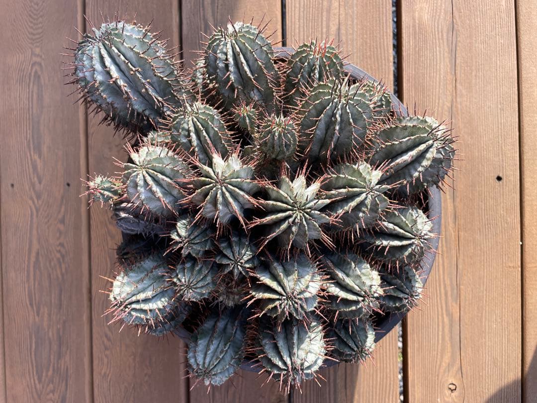 ユーフォルビア ホリダ 群生 大株 超良形株 - メルカリ