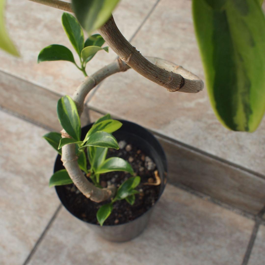 フィカス ファグラエア No.001 鉢、送料込 メルカリ便 曲がり - メルカリ