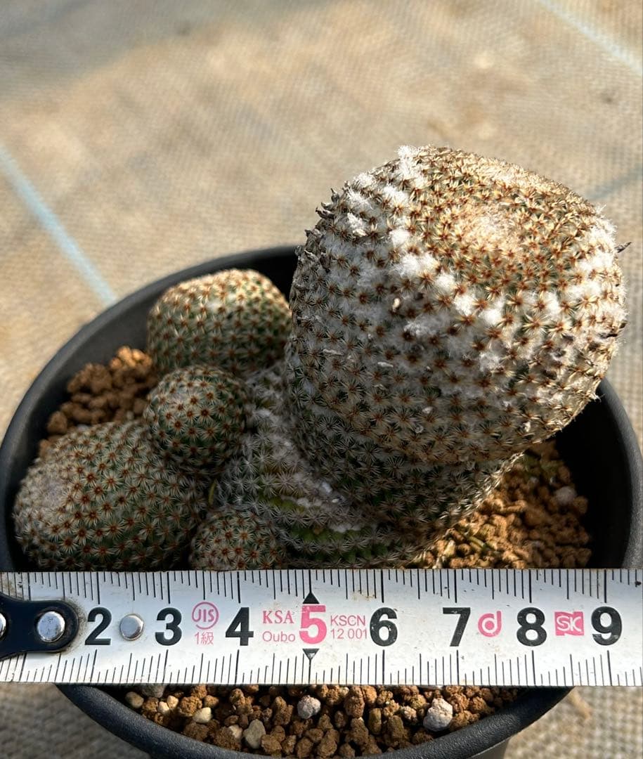 マミラリア　クルシゲラ　国内実生　希少