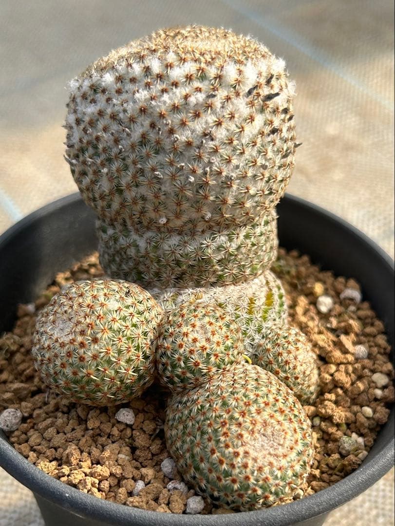 マミラリア　クルシゲラ　国内実生　希少