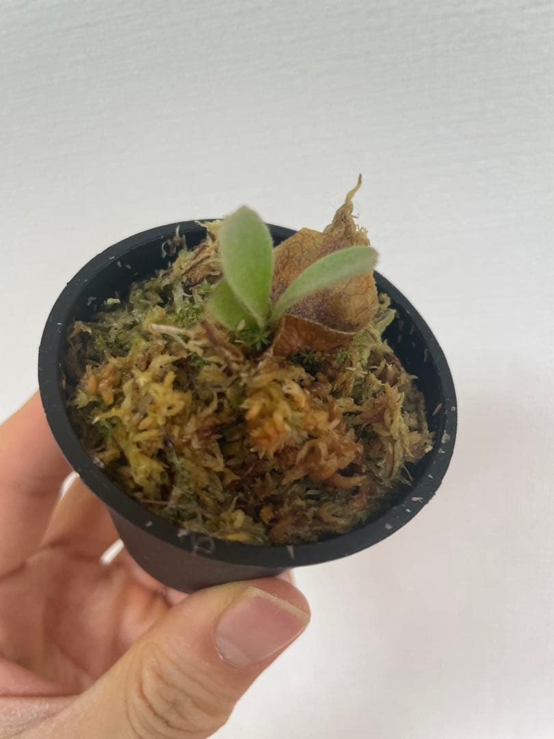 ビカクシダ P.Triceratops 三角龍（pup）