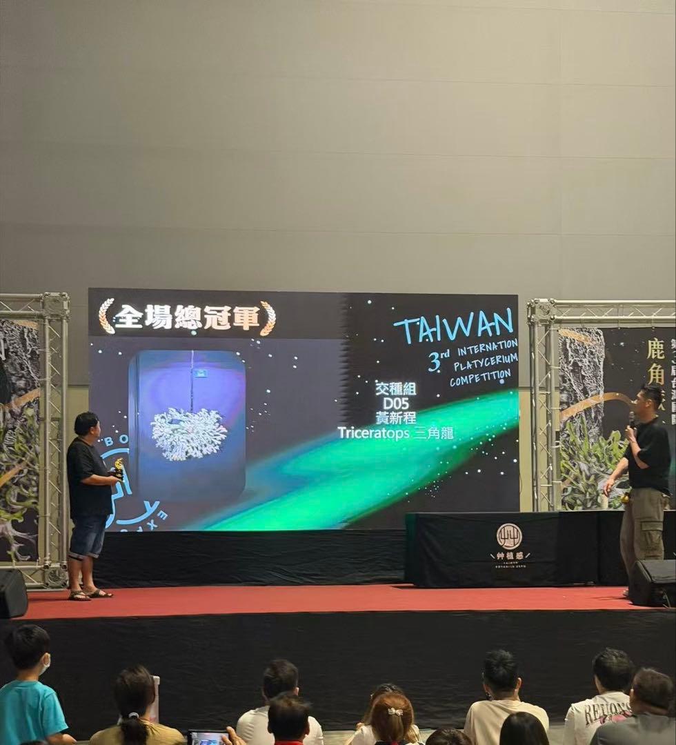 ビカクシダ P.Triceratops 三角龍（pup）