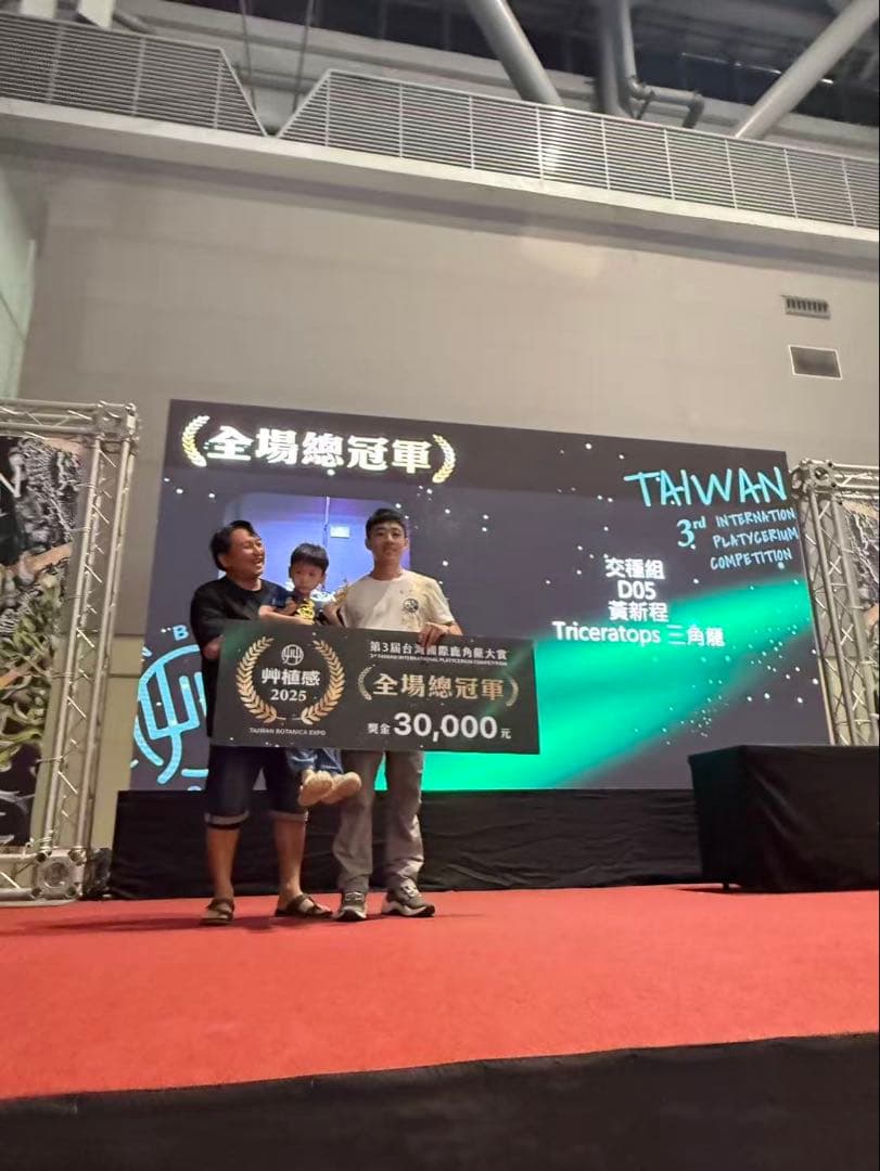 ビカクシダ P.Triceratops 三角龍（pup）