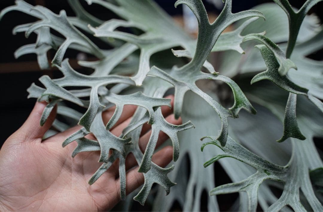 ビカクシダ P.Triceratops 三角龍（pup）