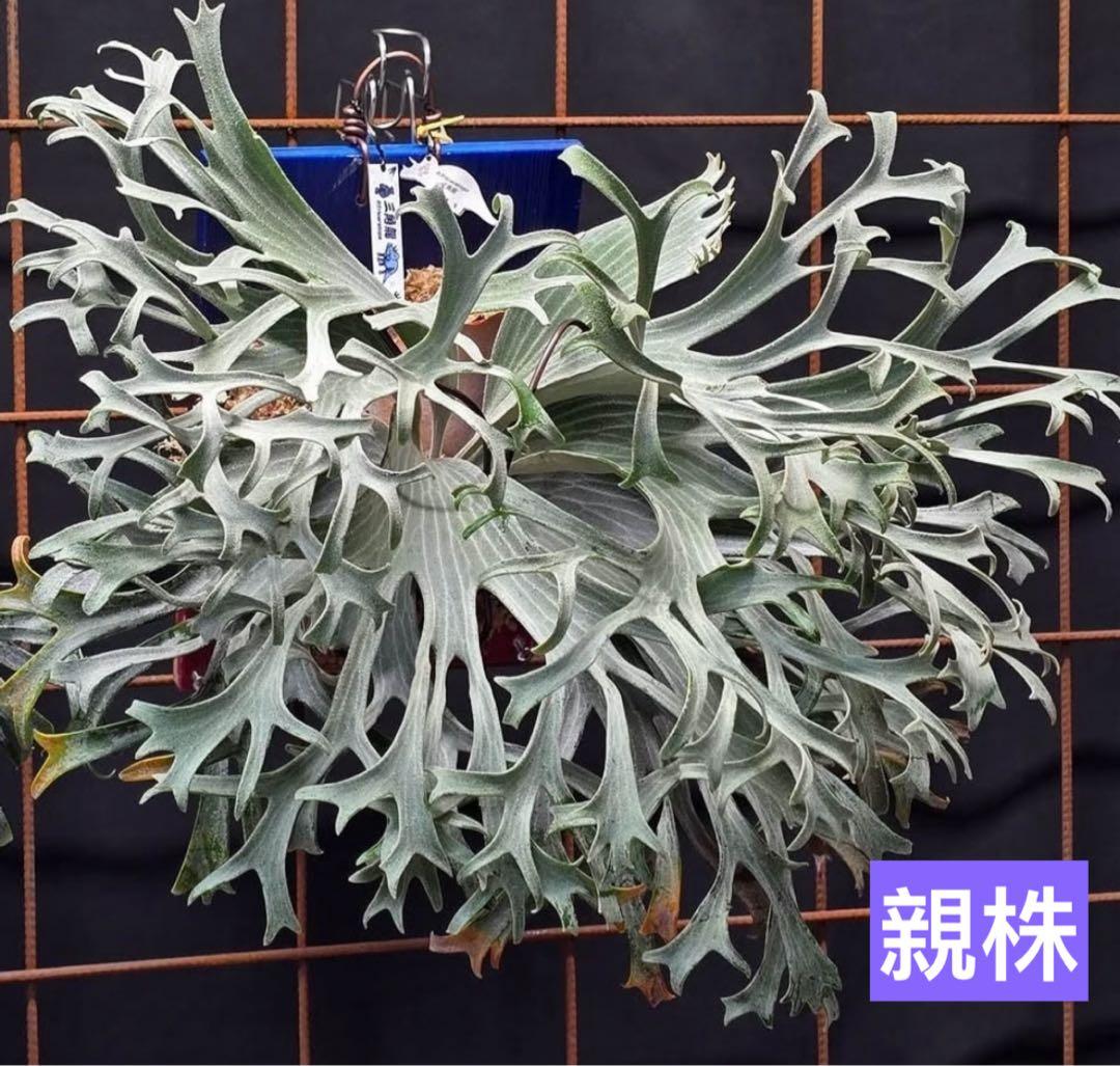 ビカクシダ P.Triceratops 三角龍（pup）