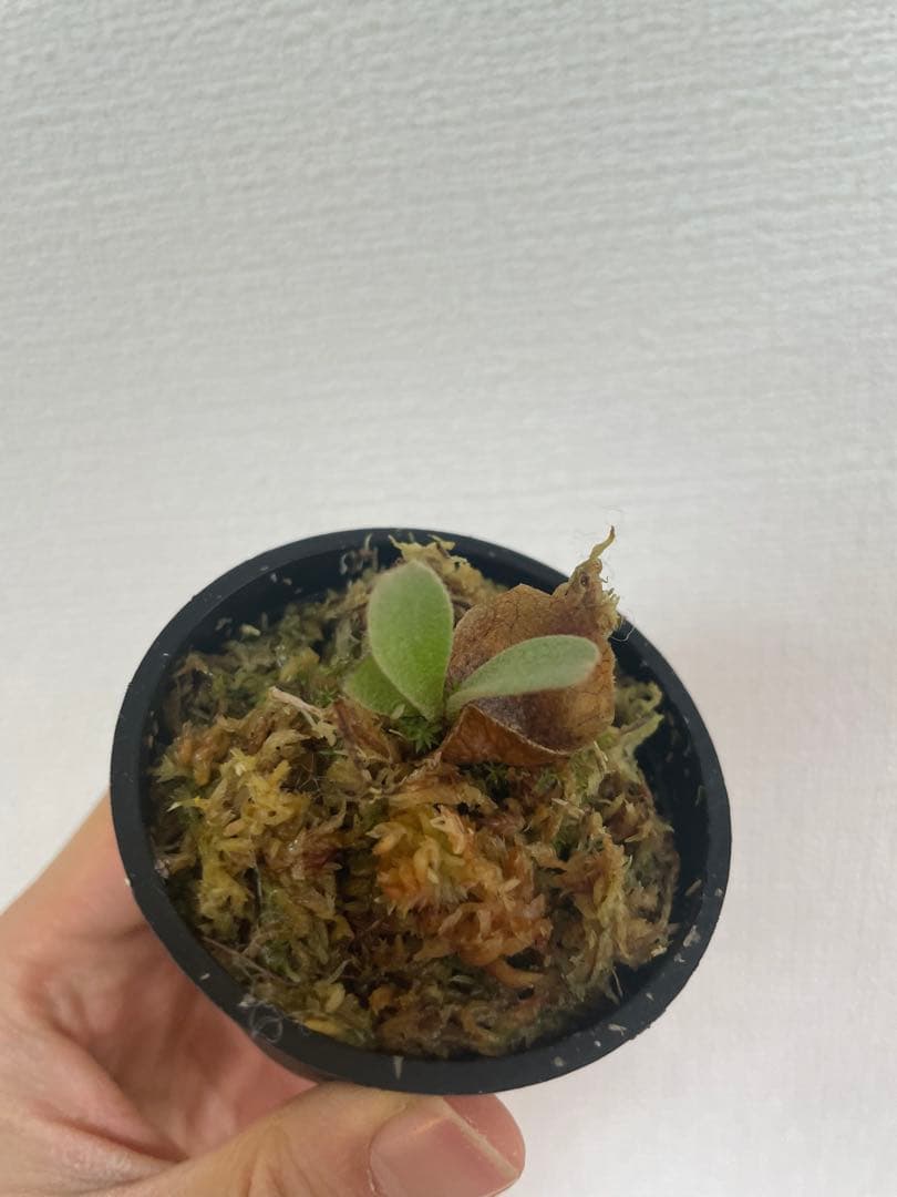 ビカクシダ P.Triceratops 三角龍（pup）