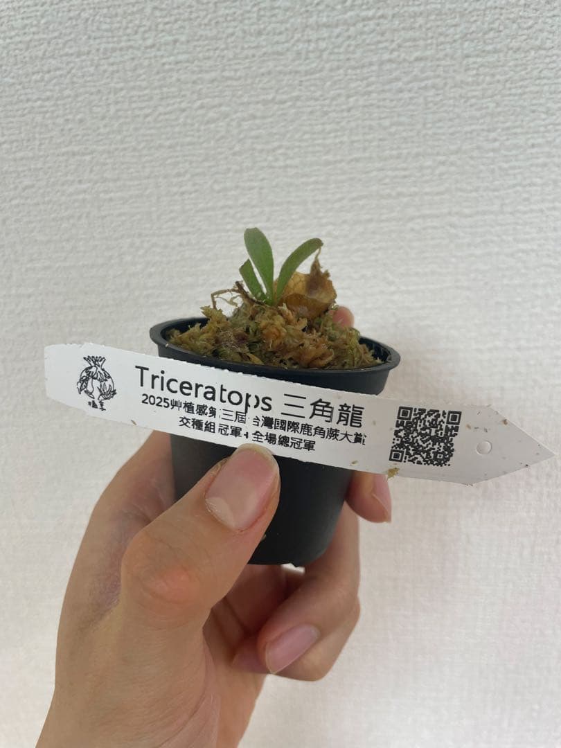 ビカクシダ P.Triceratops 三角龍（pup）