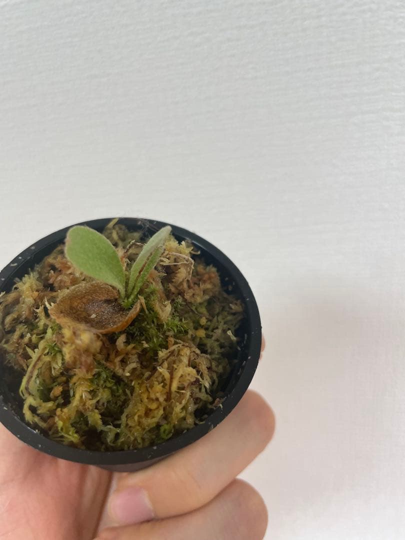 ビカクシダ P.Triceratops 三角龍（pup）