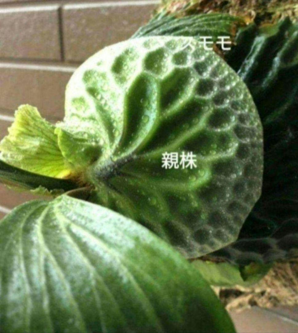 Madagascariense (oc)株分 NO.28 マダガスカリエンセ - メルカリ