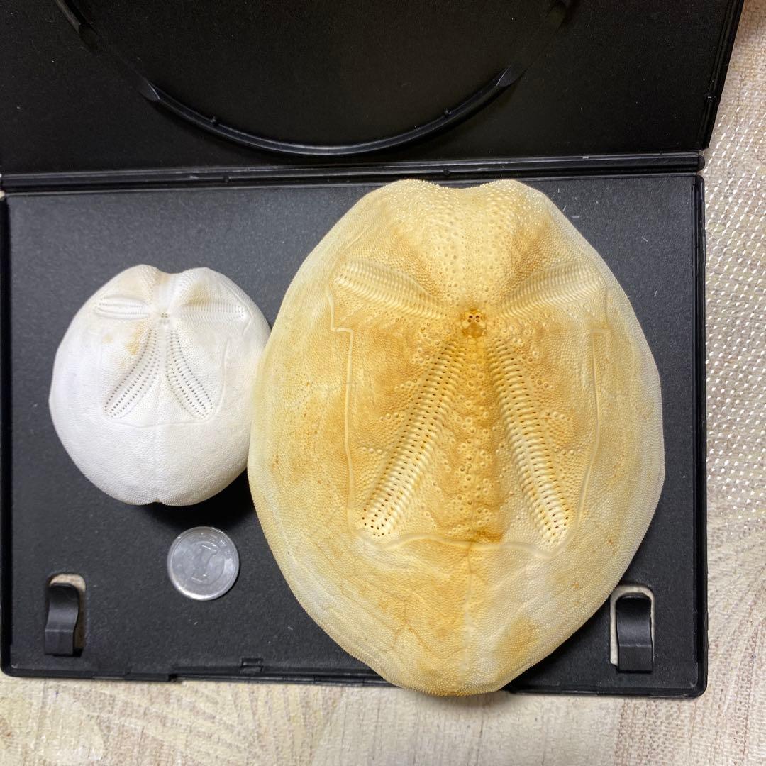 ライオンブンブク ライオネスブンブク ウニ標本 ウニ殻標本 標本