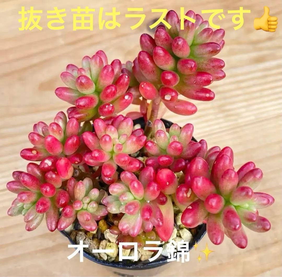 Dもりもりオーロラ錦 多肉植物 セダム 抜き苗 虹の玉錦 つぶつぶ多肉