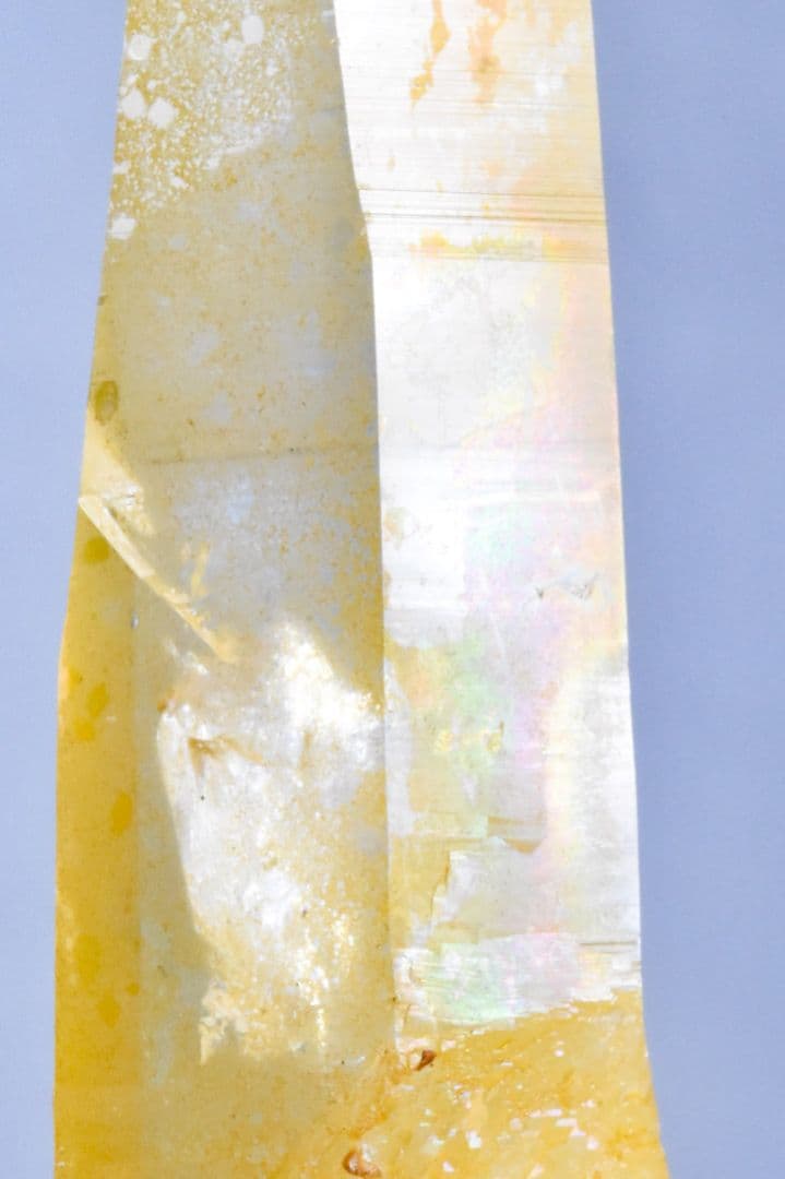 コロンビア産 ゴールデンヒーラーポイント02