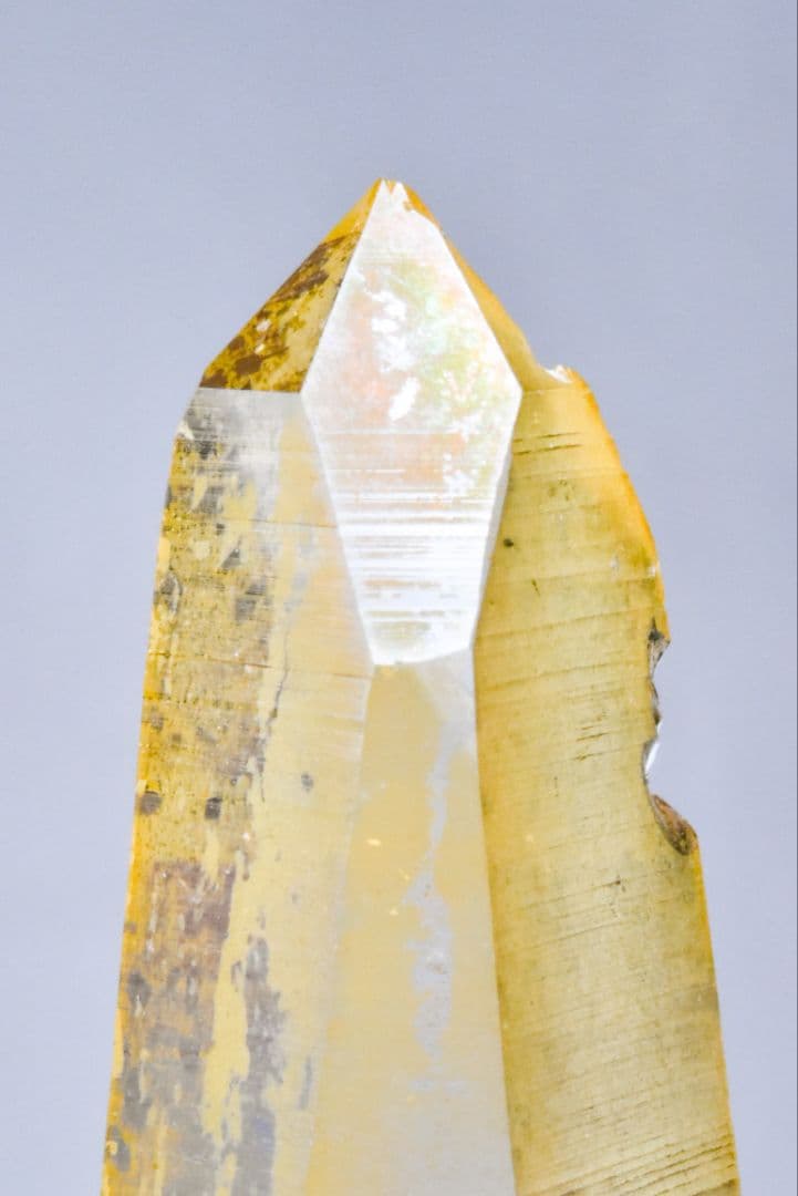 コロンビア産 ゴールデンヒーラーポイント02