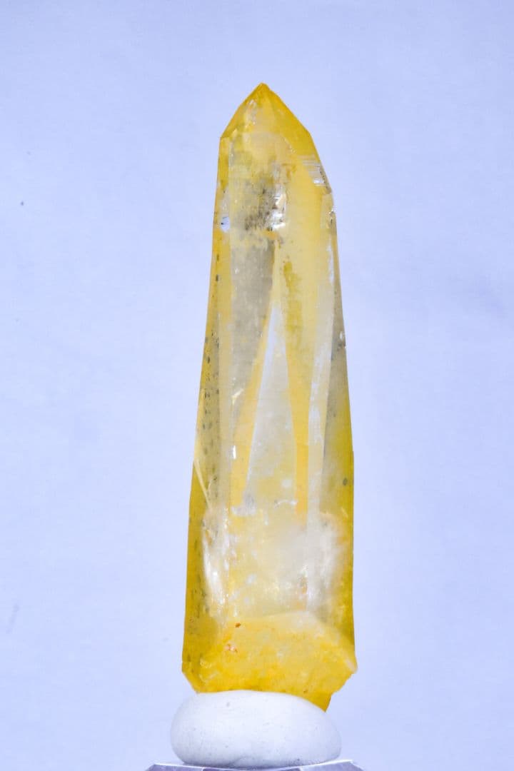 コロンビア産 ゴールデンヒーラーポイント02