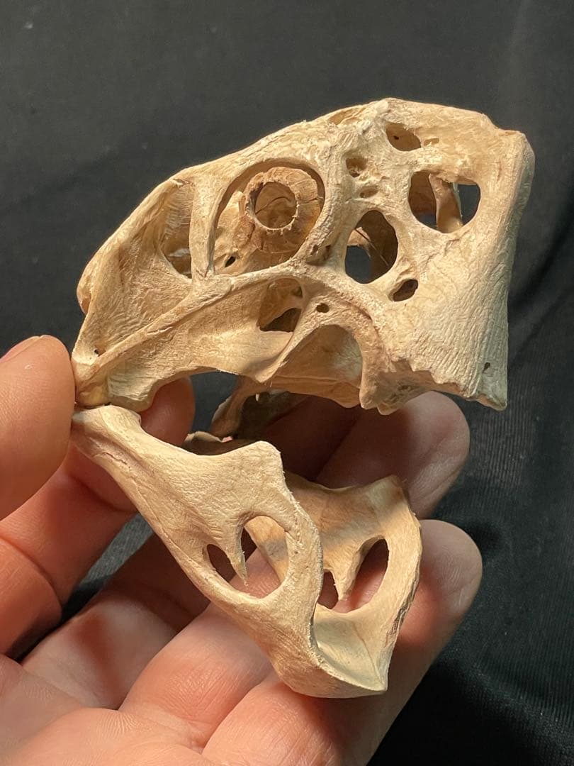 木彫 恐竜 Oviraptor（Citipati) 頭骨模型 7cm - メルカリ