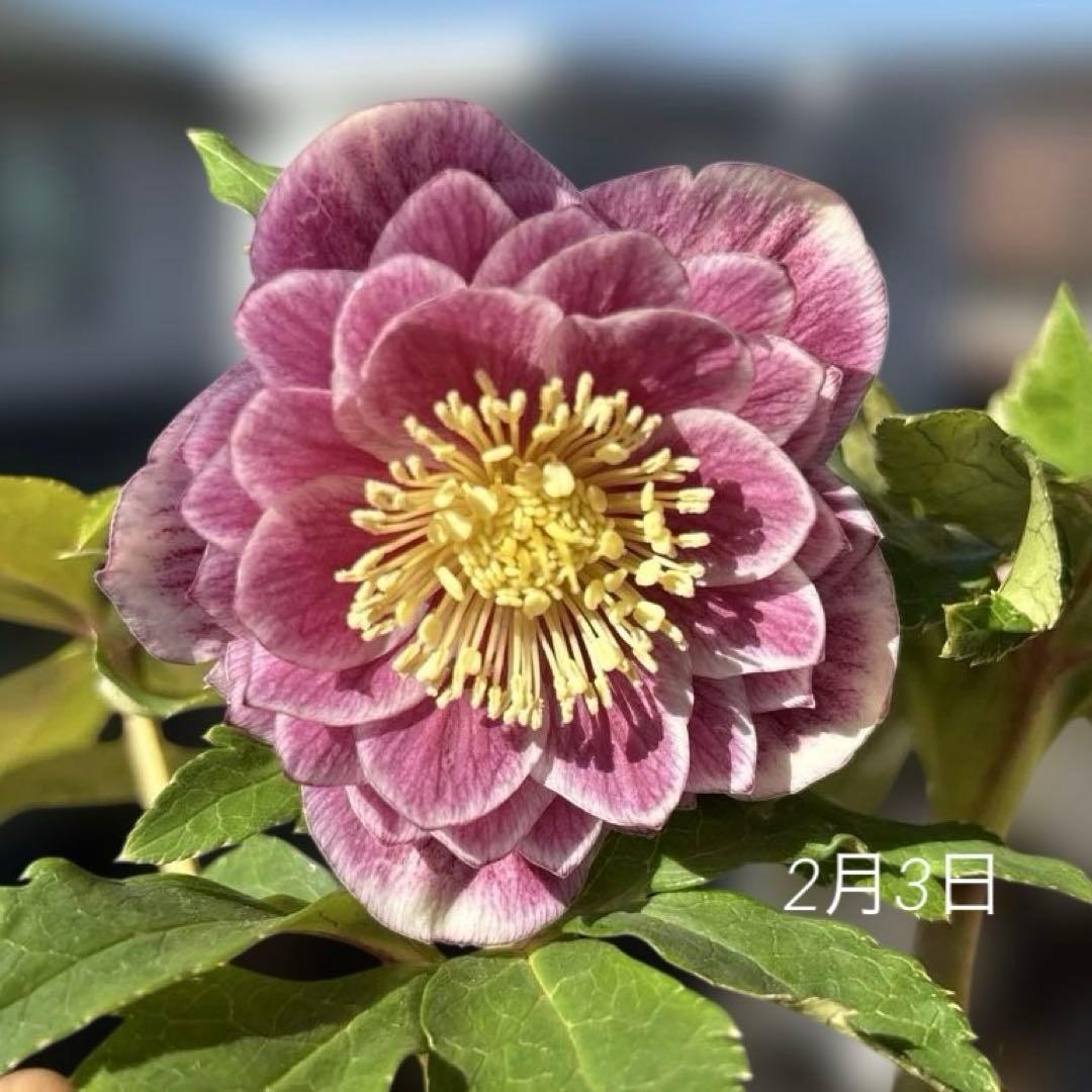 広瀬園芸　ソレイユ系オーレアグラデーションdd開花株　多弁　クリスマスローズ