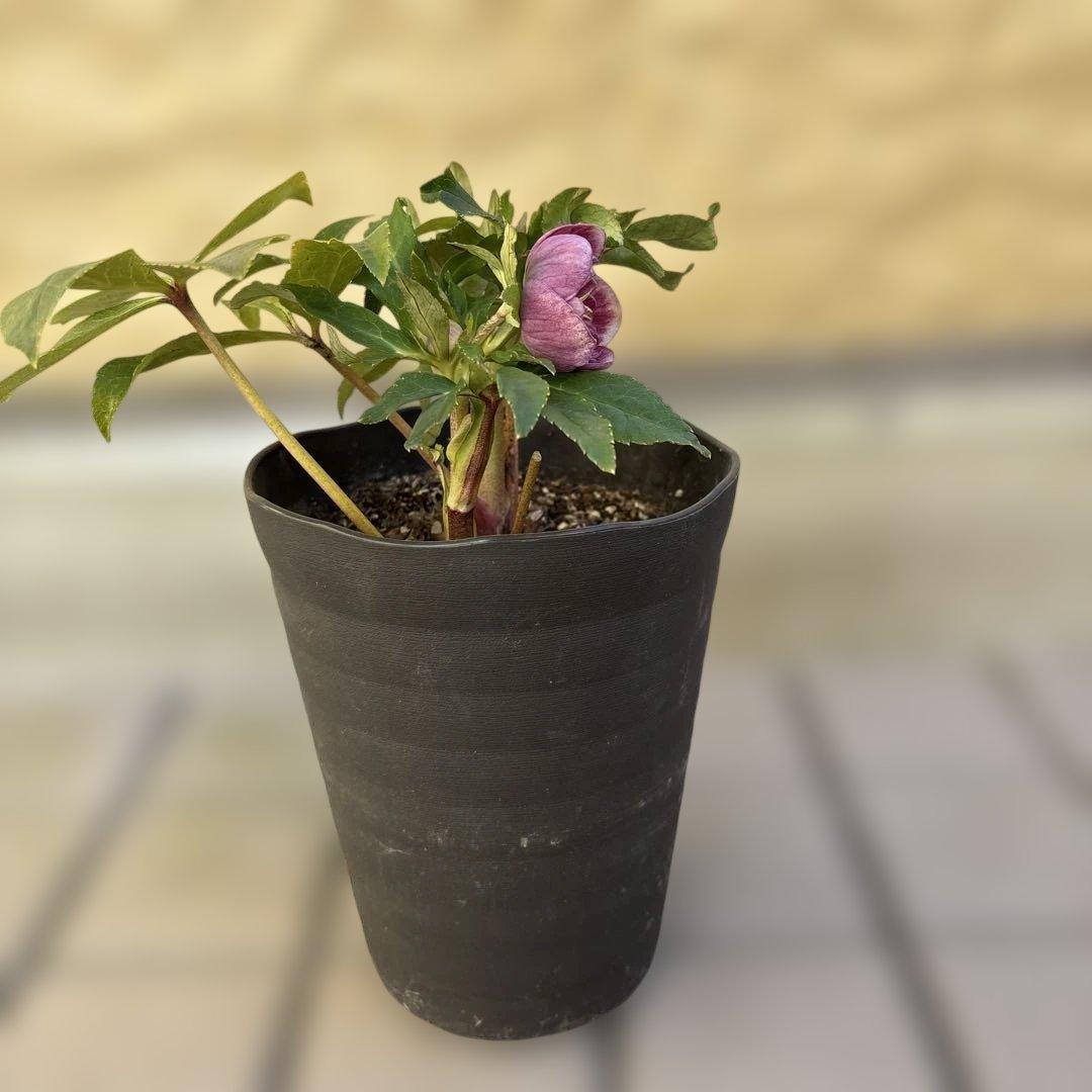 広瀬園芸　ソレイユ系オーレアグラデーションdd開花株　多弁　クリスマスローズ