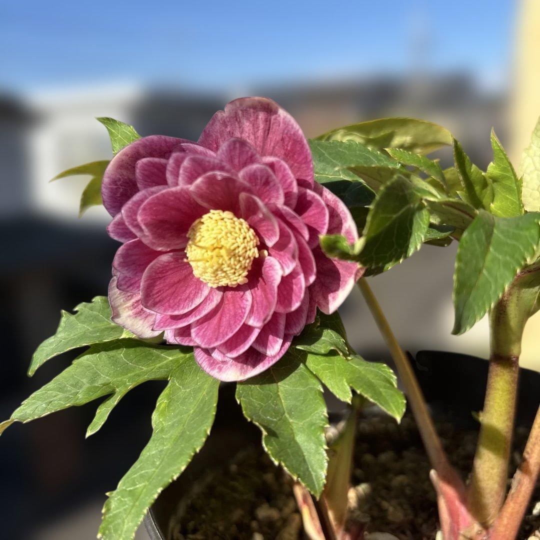 広瀬園芸　ソレイユ系オーレアグラデーションdd開花株　多弁　クリスマスローズ