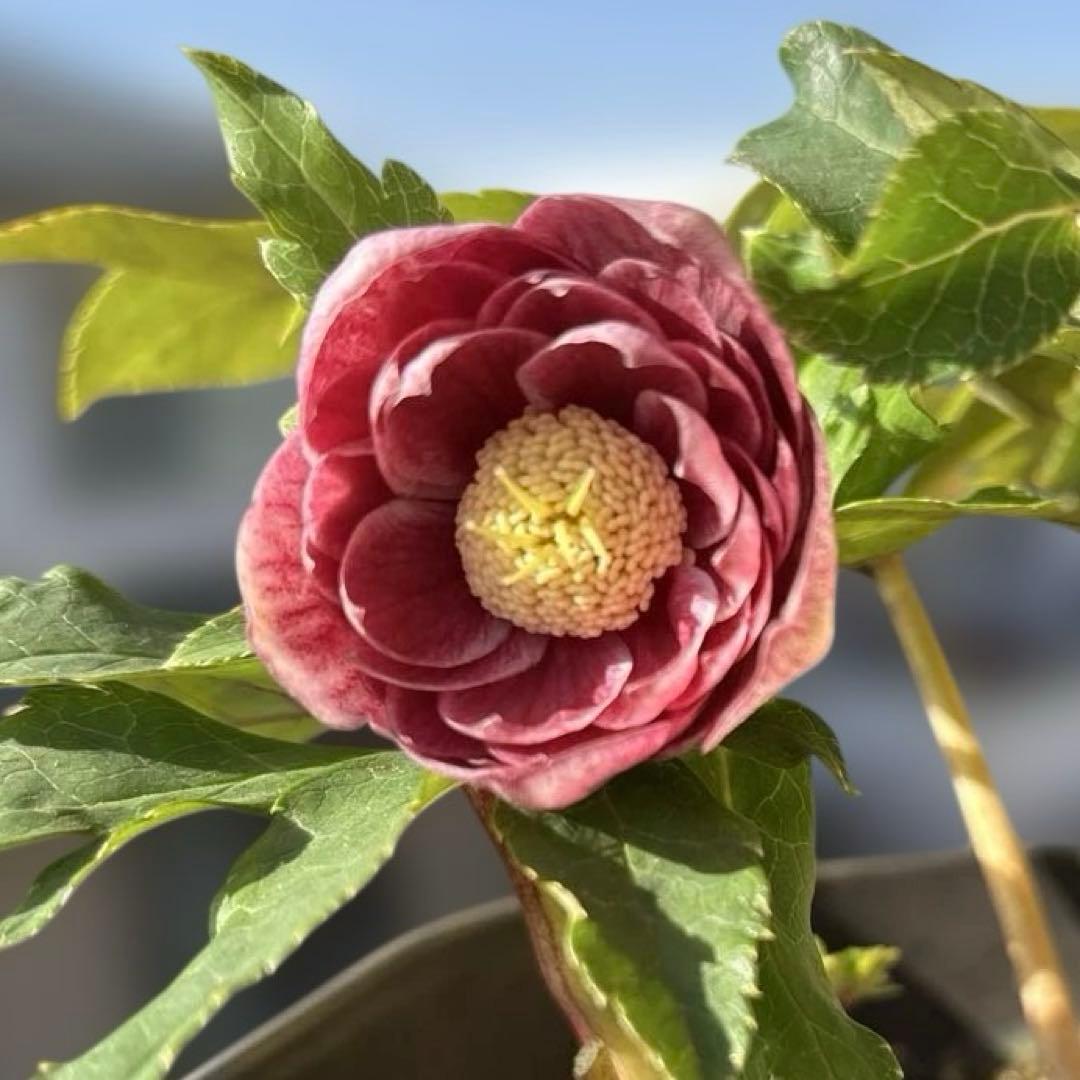 広瀬園芸　ソレイユ系オーレアグラデーションdd開花株　多弁　クリスマスローズ