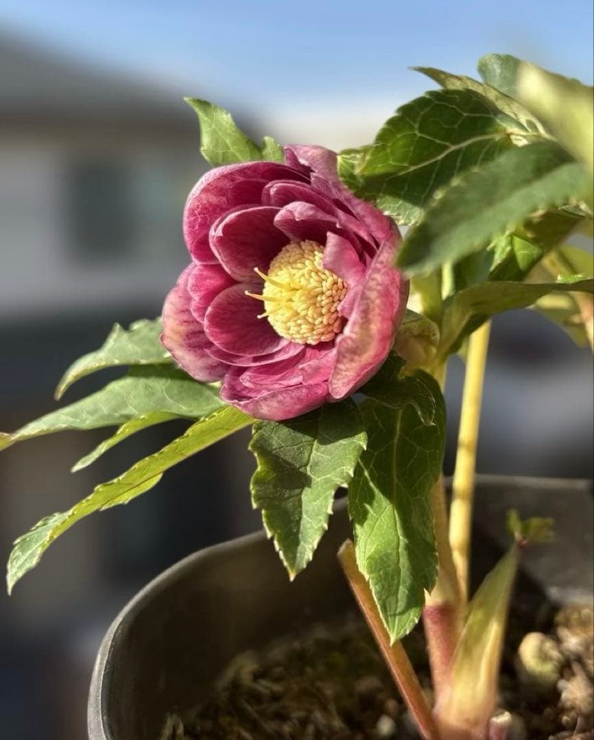 広瀬園芸　ソレイユ系オーレアグラデーションdd開花株　多弁　クリスマスローズ