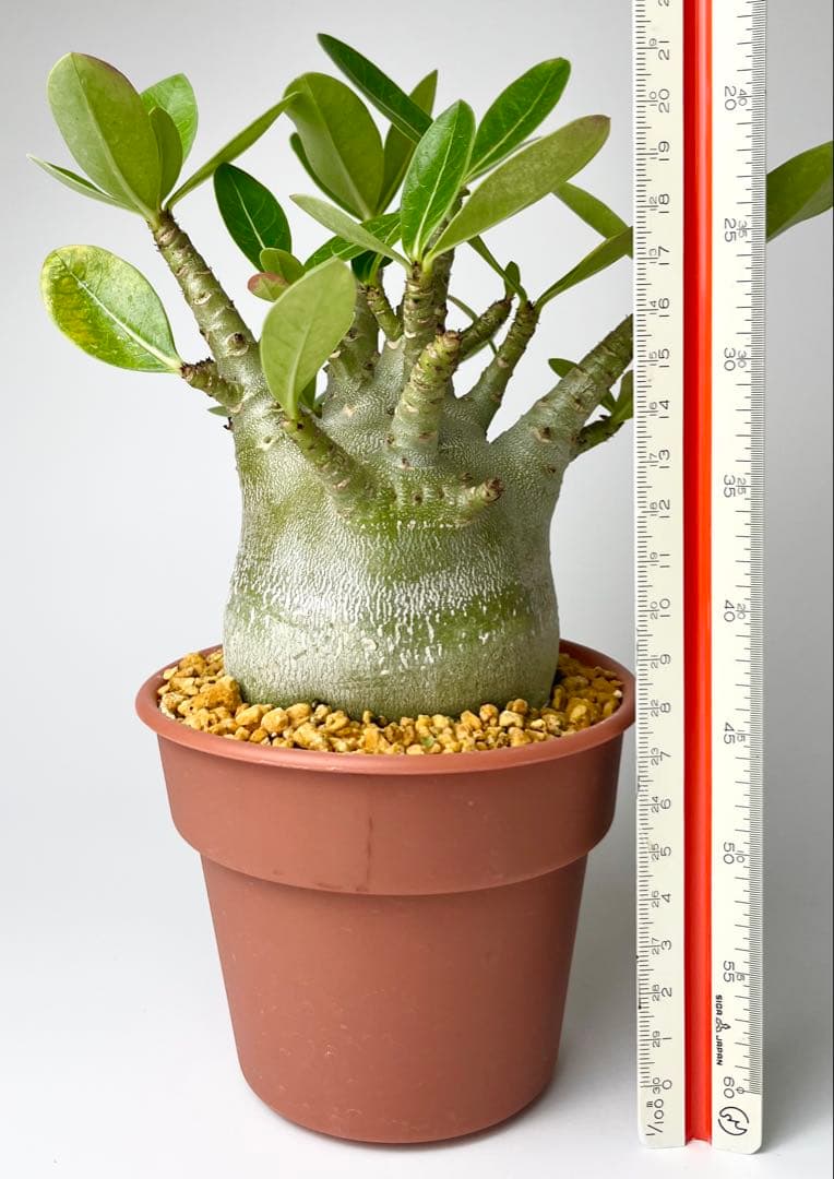 激レア/ドワーフ/超極太/塊根】アデニウム アラビカムV2ハック鉢植えB