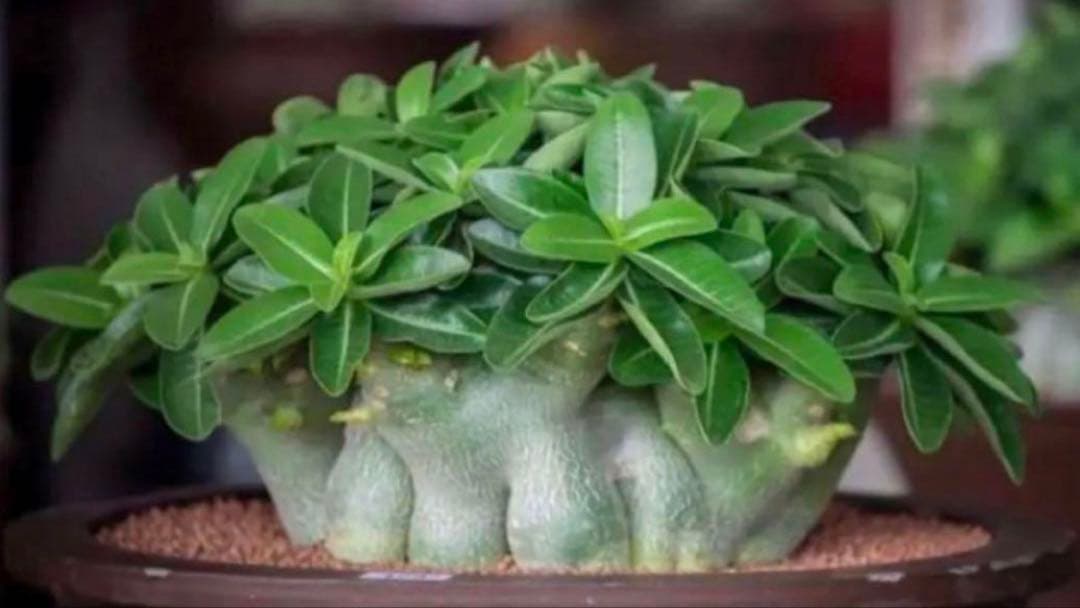 激レア/ドワーフ/超極太/塊根】アデニウム アラビカムV2ハック鉢植えB