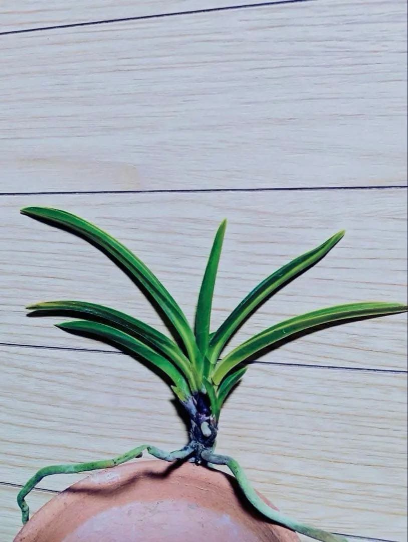 富貴蘭「長寿宝」長寿楽最高芸選別品